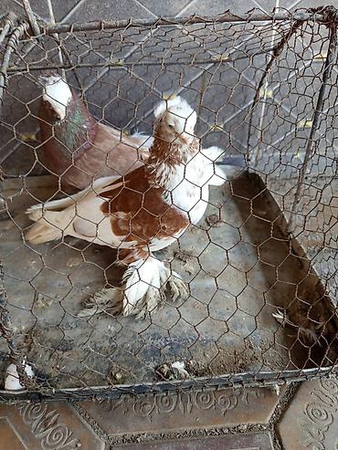 Птицы: Продаю голубей молодые 1,5 года пара 6000сом — 2