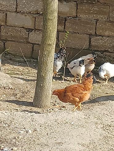 Toyuqlar: ‼️ Təcili Satılır ‼️ 53 ədəd tam sağlam 4.ay yarımlıq colpalar — 3