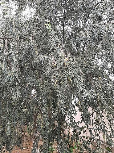 iyde agaci: Salam.Əlairişirin iydə ağacları.Öz bağımdan.Ünvan Bilgəh.1ədəd 15 — 2
