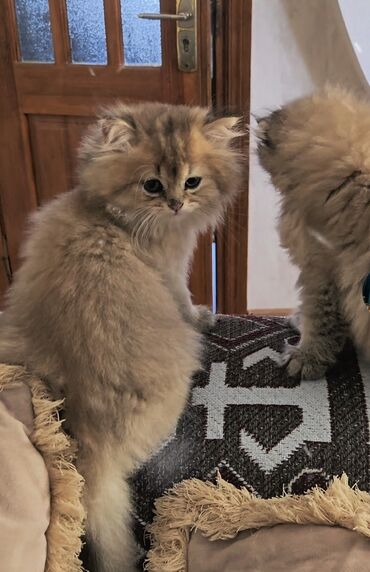 попугай ара цена: Qızıl şinşilla, Yaxşı əllərə