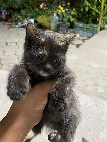коты бишкек: Котята даром, помёт разноокрасочный. - Возраст: котята ещё маленькие — 5
