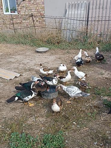 Продам с/х животных: Индоутки (мускусные утки), разноцветные масти — 3