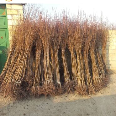 Ağaclar: Her növ ağaclar ve dekarativ ağaclar çox ucuz ve qarantili gubresiz — 40