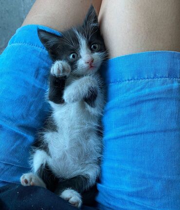 маленькие коты: Маленькие котята ищут заботливые руки! Возраст -1 месяц. Обработаны