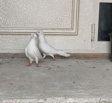 hind qusu daqestan sortu: Saglamdırlar. Güzdək kəndindədir. Qiymət sondur — 1