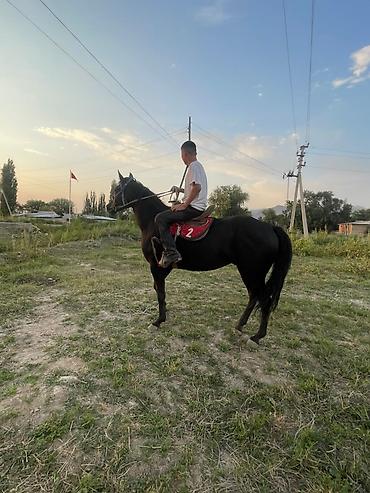 чистокровная английская кобыла: Продаю | Конь (самец) | Конный спорт — 1