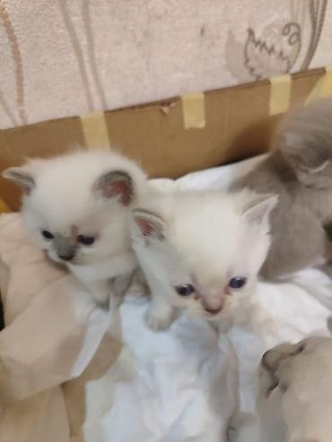 Pişiklər: Britan, Erkək, Dişi, Yaxşı əllərə, Ödənişli çatdırılma, Ünvandan götürmə, Pulsuz çatdırılma — 2