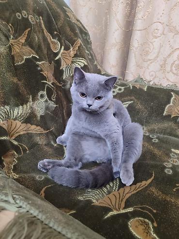 Кошки: Шотландская вислоухая — 8
