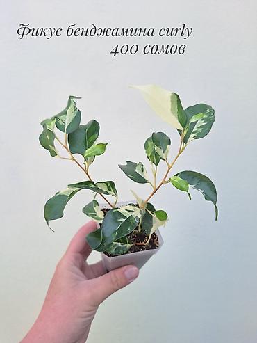 Фикустар: 🪴 Фикусы разных сортов в продаже. 🌿 Названия сортов и цены указаны на — 6