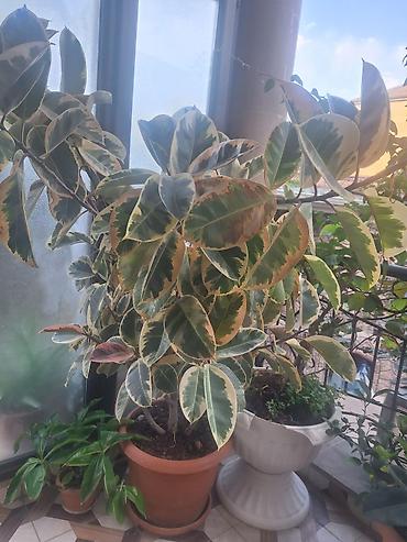 Fikus elastika “Tineke” (variegat) – böyük dekorativ otaq bitkisi - — 1