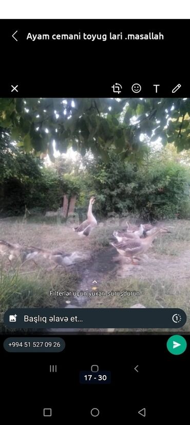 Hinduşka: Erkək, Kanada, Holland, Amerika, Damazlıq, Pulsuz çatdırılma — 28