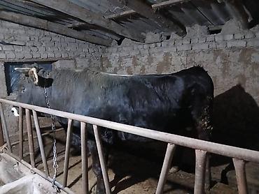 Коровы, быки: Продаю | Бык (самец) | Швицкая | На забой — 4