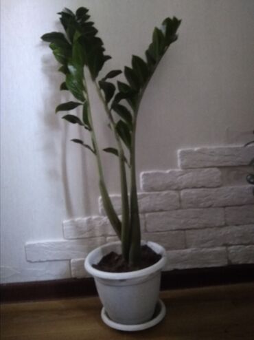 Красивое большое растение доллар или замиокулькас
