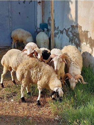 ucuz heyvanlar: Allah kesdırdıyınız qurbanları qebul etsın . Qız qapısı ucun ag — 5