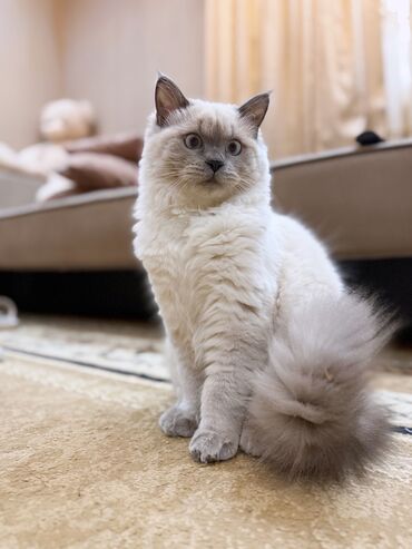 pişik blender: Шиншилла, Самец, Для вязки