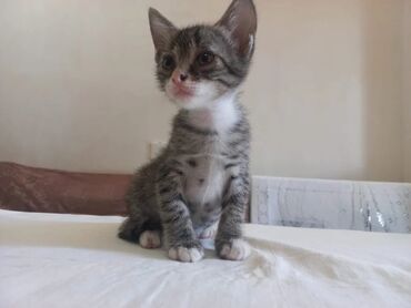 ağ qara pişik: Tabbi, Yaxşı əllərə