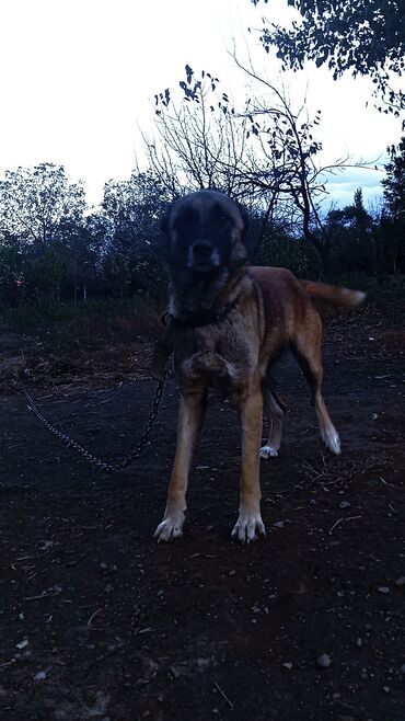 coban iti sekilleri: Alman çoban iti, 3 ay, Dişi, Ünvandan götürmə