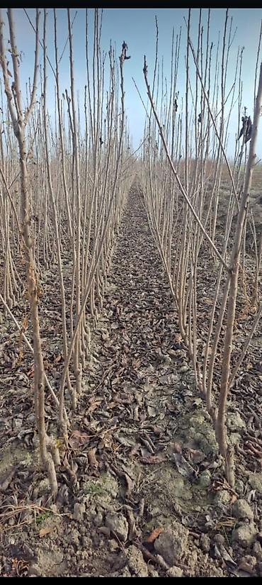 Tinglər: Salam isdenilen nov meyve tinglerini ve dekorativ aqaclari tam orjinal — 9