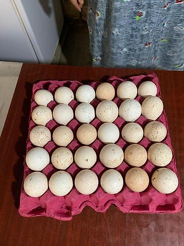 ördək əti qiyməti: Amerikan Bronz mayalı hinduşka yumurtası — 1