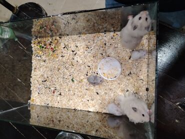Gəmiricilər: Hamster erkək və dişi 4 balası ile birlikde satılır isdeyen nömreye