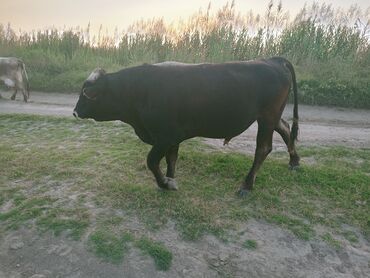 срочно продаю в связи с переездом: Сатам | Бука (эркек)