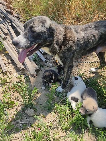 İtlər: Alabay, 1 ay, Erkək -da lalafo.az — 15 İtlər: Alabay, 1 ay, Erkək — 15