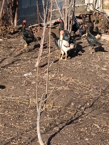 Куры, петухи: Продаю | Петух | Бойцовая, Дакан | На забой, Для разведения, Несушки — 15