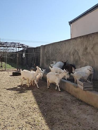 keci heyvan: Ağ rəngli keçilər və bala keçilər (oğlaqlar) - Cins: yerli süd — 9
