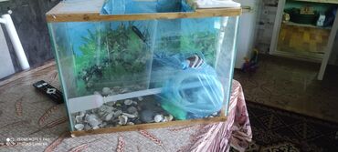 купить аквариум в бишкеке: Аквариум 50литр
