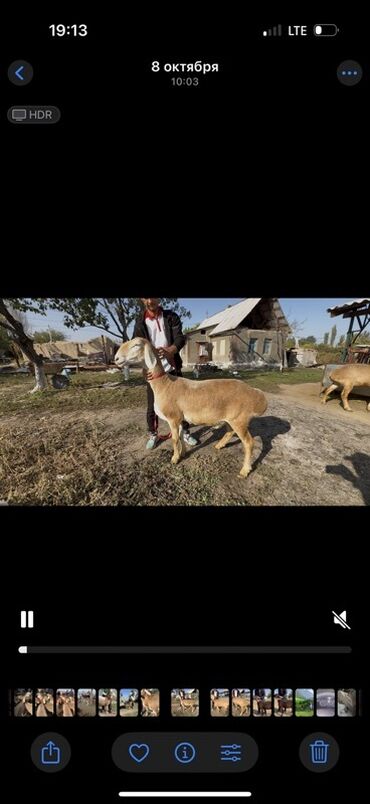 домик для животных: Продаю | Коза (самка) | Для разведения