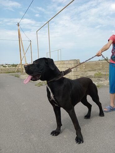 doberman satış: Kane-Korso, 9 ay, Dişi