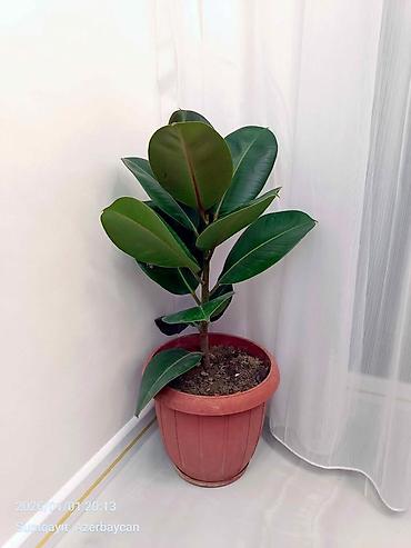 Günlük kirayə mənzillər: 3 otaqlı — 4