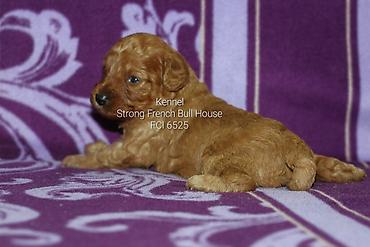 mačka prodaja: Registrovana odgajivacnica "Strong French Bull House " FCI 6525 ima u — 3