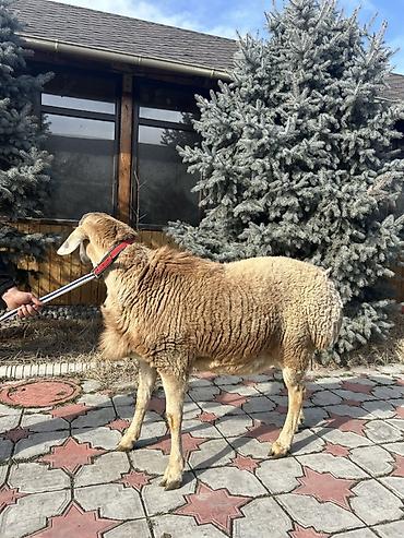 Баран, овца: Продаю | Баран (самец) | Для разведения | Племенные — 10