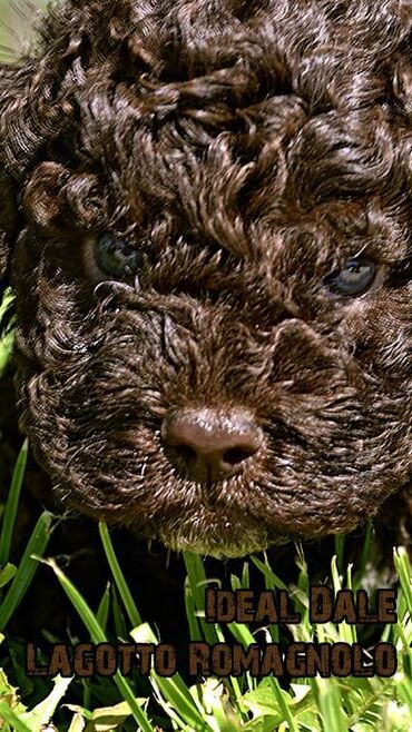 Psi: Lagotto Romagnolo štenci dostupni u odgajivačnici Ideal Dale Otkrijte — 2