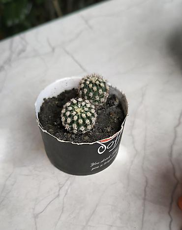 kaktus növləri: 🌵 Kiçik kaktuslar — 2 ədəd cəmi 4 AZN! Səliqəli və baxımı asan gənc — 1