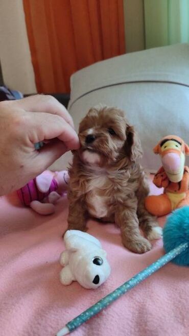 Psi: Cavapoo f1 stenci, otac toy red dark boja, majka king carls cavalier na lalafo.rs — 6 Psi: Cavapoo f1 stenci, otac toy red dark boja, majka king carls cavalier — 6