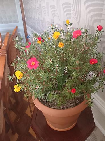 maral buynuzu bitkisi: Saksıdakı canlı Portulaka (moss rose) – çoxrəngli çiçəklər - Növ — 2