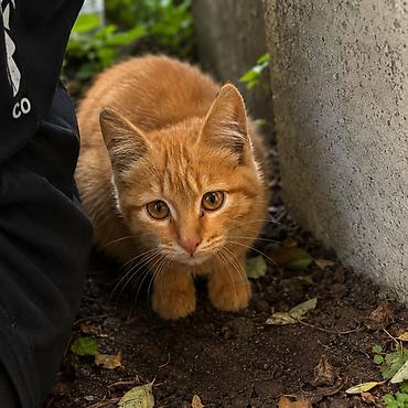 кошачий мята: Кошка даром: Беспородная, 3 месяца, Мальчик, Приучена к лотку — 3