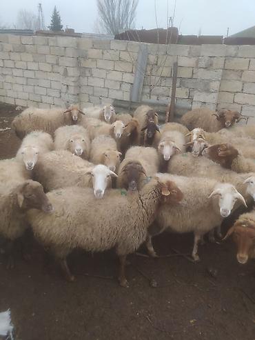 Qoyunlar, qoçlar: Qoyunlar, qoçlar — 10