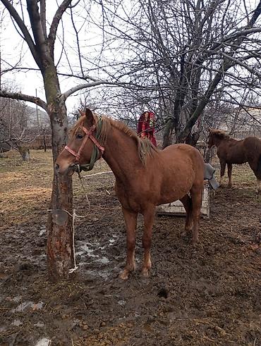 Лошади, кони: Продаю | Конь (самец) | Рабочий — 4