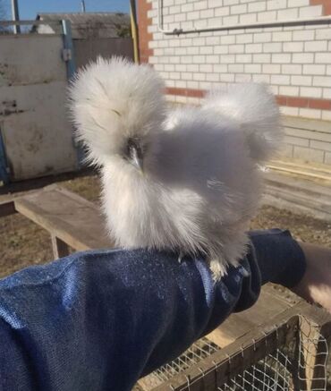 сколько стоит 1 кг домашних пельменей: Китайский шелк на продажу