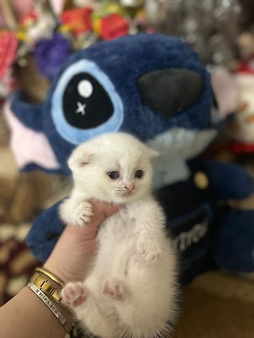 Pişiklər: Şotland — 9