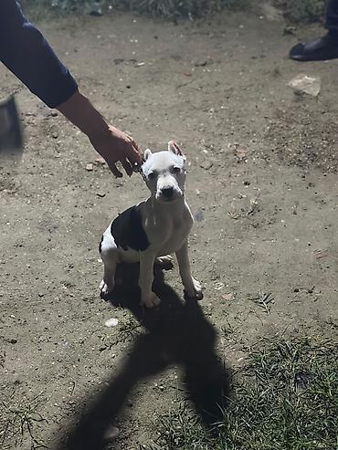 pop it: Pitbul, 2 ay, Dişi, Peyvəndli, Ödənişli çatdırılma — 2