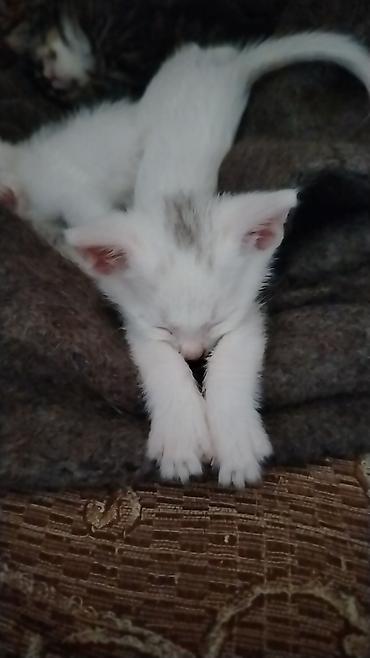 Pişiklər: Türk anqora, Erkək, Dişi, Yaxşı əllərə, Pulsuz çatdırılma — 6