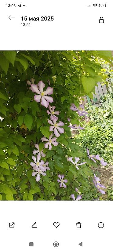 Clematis saplings: Клематис лиановидный, крупноцветковый, двух окрасов: - — 15