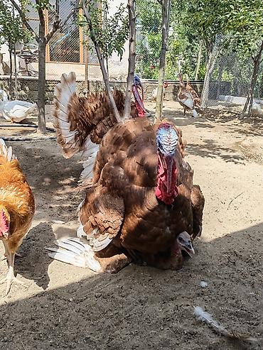 Hinduşkalar: Erkək, Holland, Yumurtalıq, Ünvandan götürmə — 8