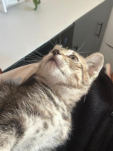 манчкин кошка: Кошка даром: Беспородная, 2 месяца, Мальчик, Приучена к лотку — 2