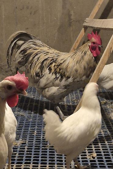 sebzi quşu: Avstralorp Motlet Avstralorp 11 aylıq Barter edilir Boynunyoluq Ankona — 5