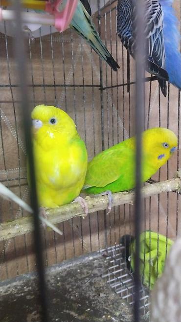 Qəfəslər: Hazir cut korella qefes qarisiq yuvasi altinda yumurtasi — 7